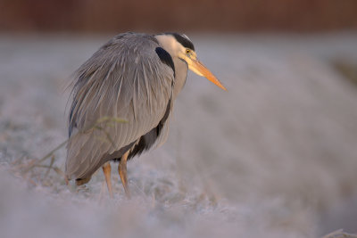 Heron blues in frost