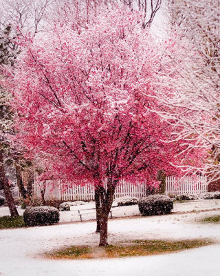 Snow Blossoms