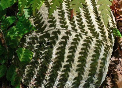 Ferns