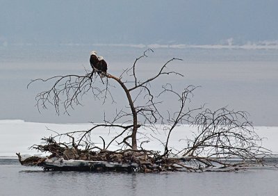 Bald Eagles On Tree, On Island