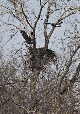 Where Eagles Dare