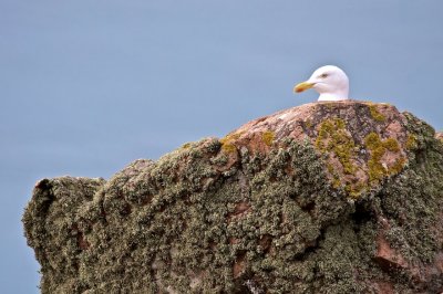 The Climb