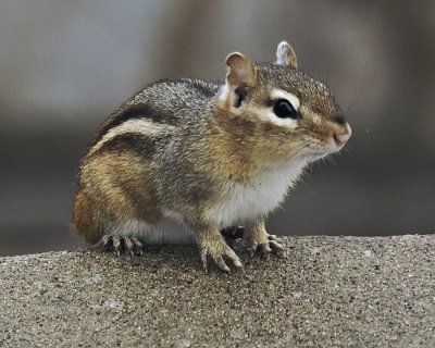 Chipmunk