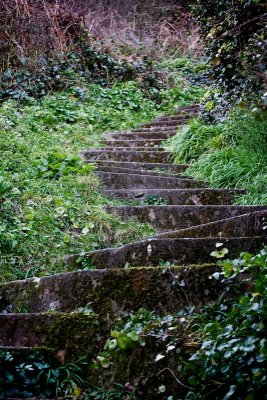 Ancient and Lush