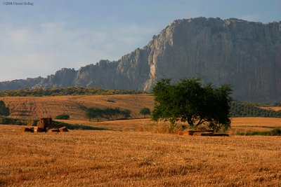 DryLand/GreenTrees