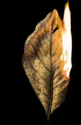 Dried Out and Burning Up