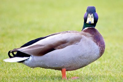The Duck's Back