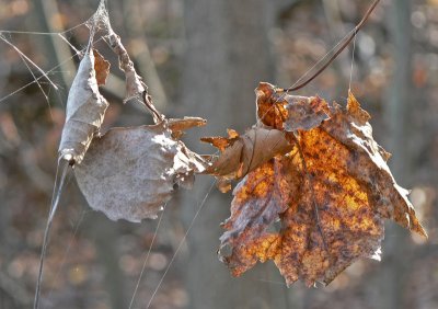 Drying Out