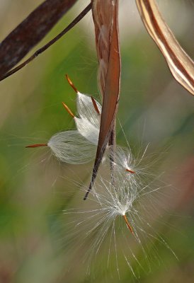 Dry Enough to Seed