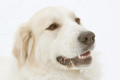 6th Place (tie)Portrait of a White Lady in the SnowGeraldH