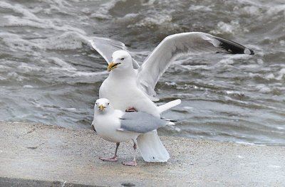 Seagull on Seagull