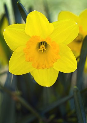 Garden Sunshine