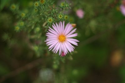 Pink and Yellow