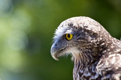 Powerful Owl