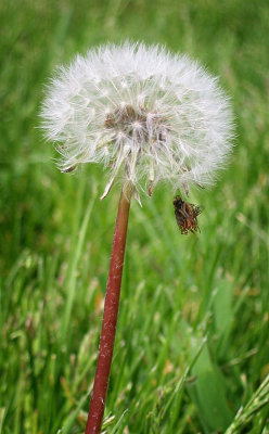 Puff