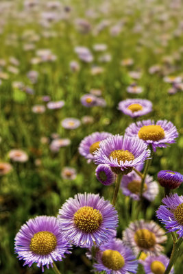 Wildflowers