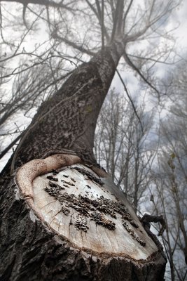 Old tree
