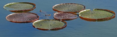Floaters
