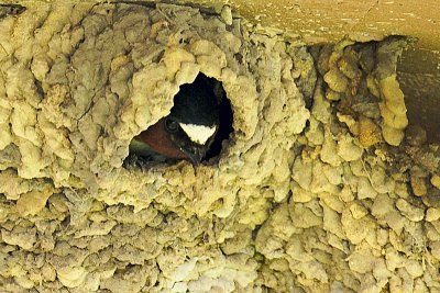 Barn Swallow In Nest