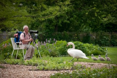 Caught When Shooting Swans