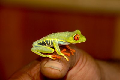 Tree Frog, Costa Rica (2006)
