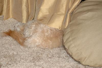 There's a dog in there somewhere. . .
