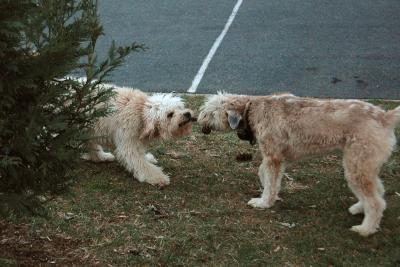 It's my toy.  No, it's mine.  I want it, give it to me. . . .