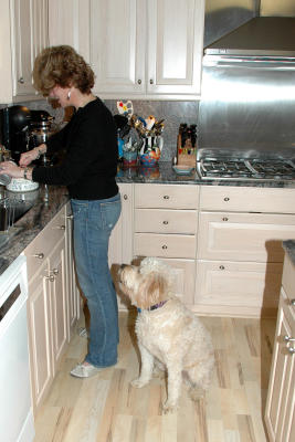 Waiting patiently for his dinner