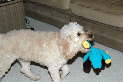 Please, daddy, can we play tug-of-war with my new stuffed toy?