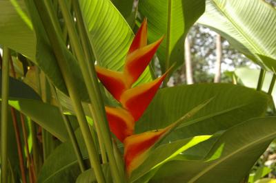 Flower in the rainforest, El Yunque National Park