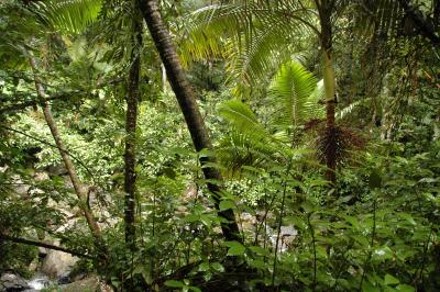 Rainforest - El Yunque