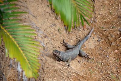 One of many iguanas at the Westin Rio Mar