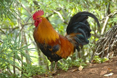 A wild rooster - symbol of Kauai