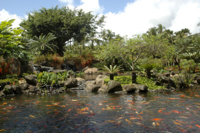 Koi pond at the Marriott at Kauai Lagoons