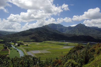 Taro fields in the Hanalei Valley