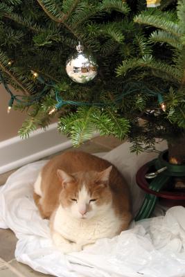 Nocciolo under the tree