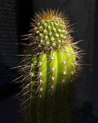 Cactus