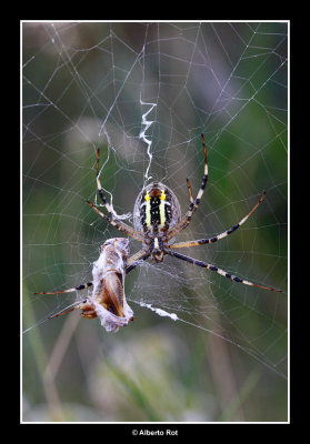 Argiope