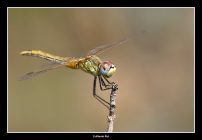 Sympetrum fonscolombei