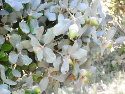 Oak Acorn