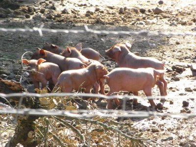 Iberico (Black Pig) farm in Jabugo, Huelva