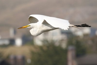 Egret 1