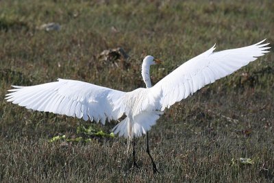 Egret 3