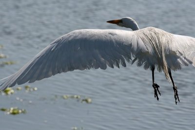 Egret 6