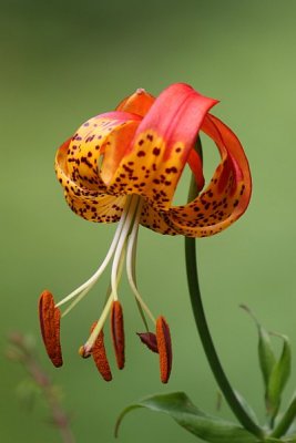 Leopard Lily 2