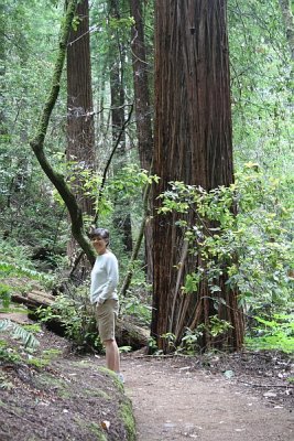 Muir Woods Trail