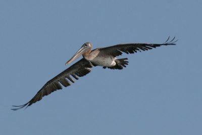 Pelican