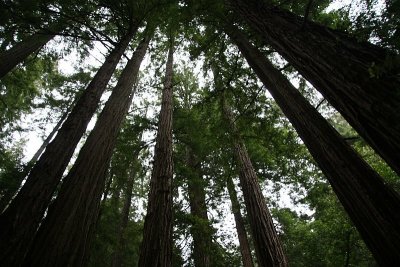 Tall Trees