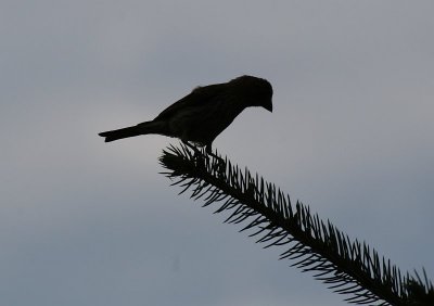 Bird on a Branch