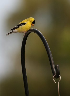 Goldfinch